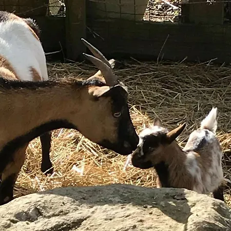 Mobil-home Avec Terrasse A - Api-1-52-1328 캠프장 Puyravault (Vendee)