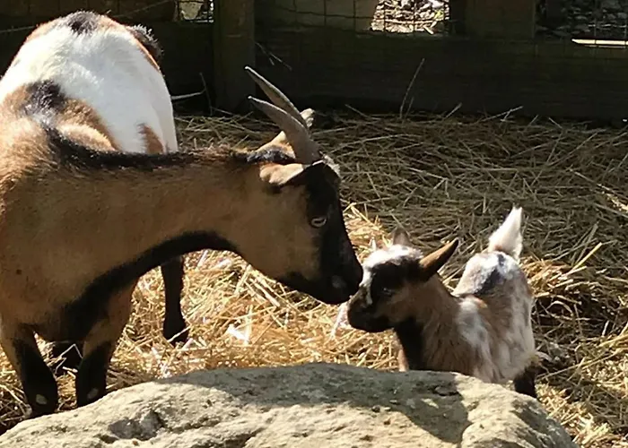 Mobil-home Avec Terrasse A - Api-1-52-1328 Camping Puyravault (Vendee)