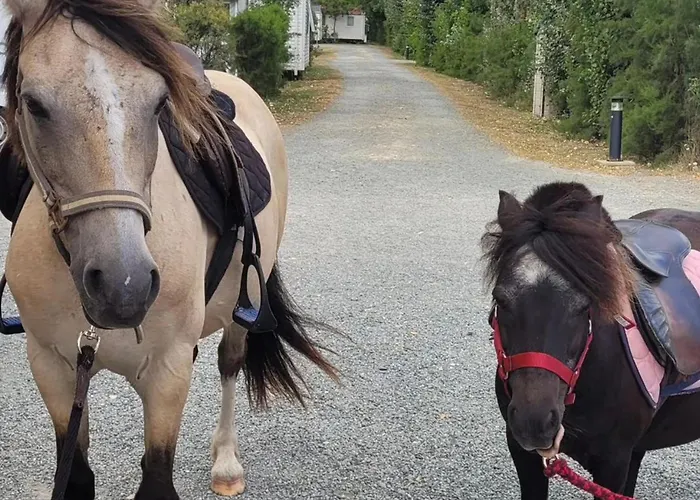 Camping Mobil-home Avec Terrasse A - Api-1-52-1328 Puyravault (Vendee)